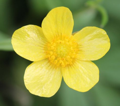 Butter Cups Flower, Butter Cup Flower, Sarracenia Purpurea, Iris Versicolor, Marsh Marigold, Ladies Tea, Buttercup Flower, Marigold Flowers, Taraxacum Officinale