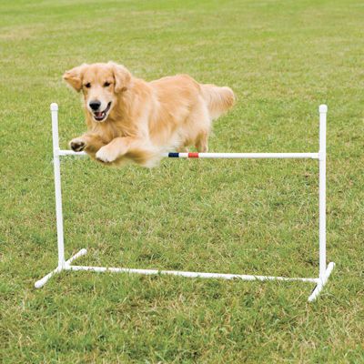 Invisible Fence® Brand Store - Agility - Bar Jump. Your dog will be leaping with joy! You can teach your dog to jump to new heights with this single bar hurdle. Dog Jumping Fence, Dog Jumping Drawing, Dog Jumping On People, How To Teach Dog Not To Jump, Dogs Jumping, Dog Jumping, Jumping Dog, Invisible Fence, Spoiled Pets