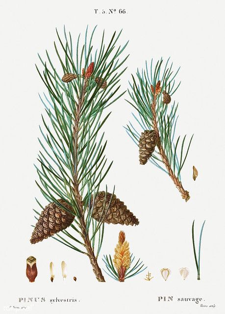 Scots pine (Pinus sylvestris) illustration from Traité des… | Flickr Conifer Cone, Pine Tattoo, Scots Pine, Pinus Sylvestris, Apple Roses, Botanical Artwork, Christmas Scenes, Plant Illustration, Rock Design