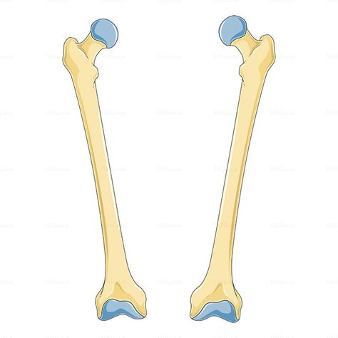 Femur vector, Bone scientific illustration Pelvic Bone, Scientific Illustration, Blockchain, Bones, Clip Art, Collage, Pins, Quick Saves