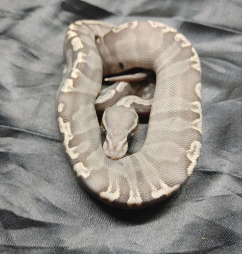 Super GHI Hypo Possible Pastel Ball Pythons by MK2 Exotics - MorphMarket Lavender Ball Python, Pastel Ball Python, Baby Ball Python, Pet Snakes, Ball Python Morphs, Ball Pythons, Pet Snake, Ball Python, Baby Birth