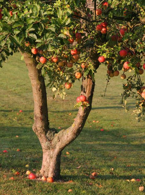 Voici les soins et traitement à faire après la récolte des fruitiers, pommier, poirier, cerisier, pêcher pour éviter les maladies champignons ou pourriture Tree Pruning, Rose Trees, Bleach (anime), Permaculture, Garden Projects, Vegetable Garden, Red Roses, Tree Trunk, Fruit