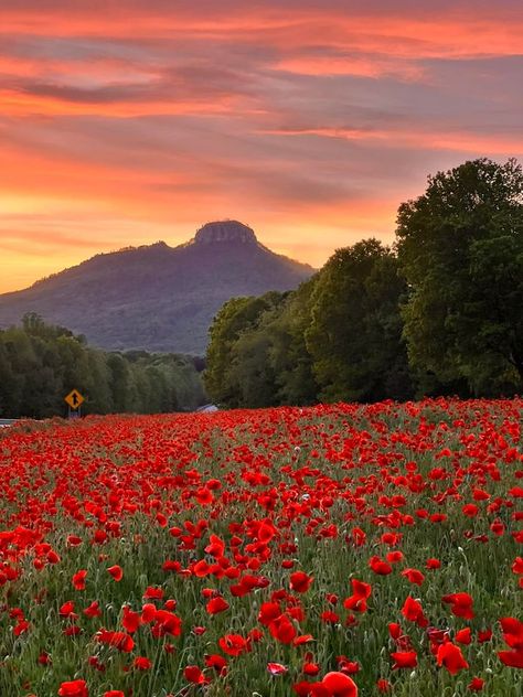 I grew up in North Carolina | ✨Home✨ 
Pilot Mountain Sunsets Are The Best!! | Facebook Pilot Mountain North Carolina, Mountain Sunsets, Pilot Mountain, Best Facebook, Carolina Girl, North Carolina Mountains, North Carolina Homes, Mountain Sunset, New River