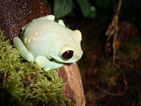 Leptopelis uluguruensis | jeune femelle | Loïc Denès | Flickr Frog In Forest, Frosch Illustration, Amazing Frog, Pet Frogs, Small Frog, Frog Pictures, Funny Frogs, Tree Frog, Frog And Toad