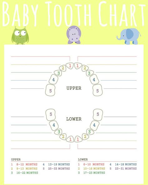 Free Printable Teething Chart, Baby Tooth Chart, Teething chart for babies, printable teething chart, infant teething chart Baby Teething Chart, Baby Tooth Chart, Teething Chart, Creative Baby Shower Gifts, Baby Book Pages, Baby First Year, Baby Books Diy, Tooth Chart, Creative Baby Shower