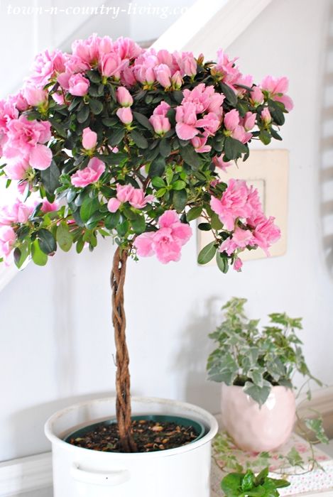 Indoor Tree Plants, Plantas Exterior, Easter Table Setting, Garden Wall Designs, Indoor Tree, Beautiful Tablescapes, Easter Table Settings, Outdoor Oven, Flower Pots Outdoor