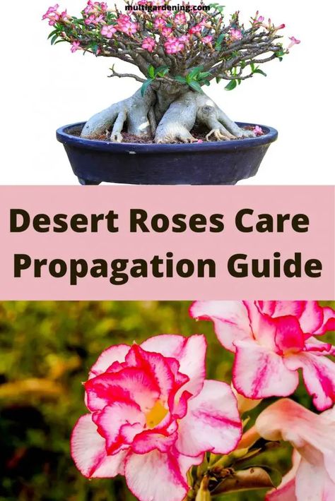 Desert Rose Care, Desert Roses, Desert Rose Plant, Florida Plants, Adenium Obesum, Florida Gardening, Rose Care, Succulent Care, Attract Butterflies