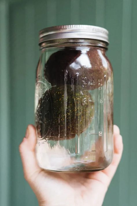 Avocado Storage In Water, How To Store Ripe Avocados, How To Preserve Avocado In Fridge, How To Save Avacodo, How To Keep Avocados Fresh, How To Make Avocados Last Longer, Best Way To Store Avocados, How To Preserve Avacodos, How To Store Avacodos