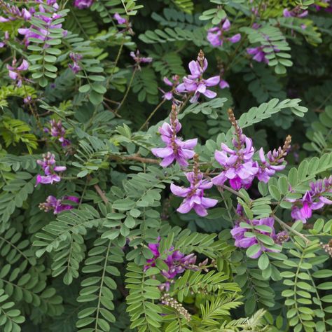 Purple Shrubs, Indigofera Tinctoria, Trellis Fence, Arbors Trellis, Indigo Plant, Native Flowers, Eco Print, Color Pallete, Photography Store