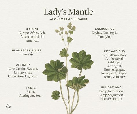 Lady’s Mantle, Earth Magick, Postpartum Healing, Herbal Education, Lady's Mantle, Heavy Periods, Plant Study, Menstrual Pain, Animal Study