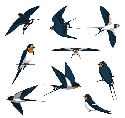 Swallow Flying, Martin Bird, Swift Bird, Animal Body Parts, Barn Swallow, Swallow Bird, Bird Drawings, Sumi E, Bird Illustration