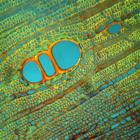 Microscopic Art, Microscope Art, Punkty Spustowe, Microscopic Cells, Motifs Organiques, Microscopic Photography, Micro Photography, Microscopic Images, Bio Art