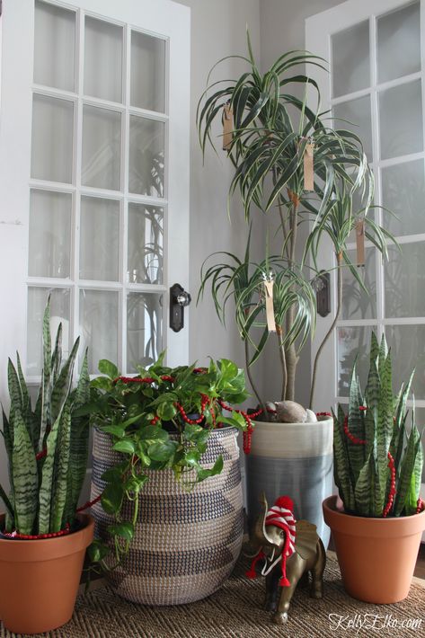 Simple Christmas decorating ideas - love the garland and ornaments in these everyday plants kellyelko.com #ChristmasDecor Plants At Christmas Time, Christmas House Plants Decorating Ideas, House Plant Christmas Decor, Indoor Plants Christmas Decor, Decorating House Plants For Christmas, Decorating Plants For Christmas, Plant Christmas Decor, Jar Garden, Christmas Plant