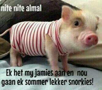 Lekker Slapies, Big Pigs, Teacup Pigs, Cute Piglets, Small Pigs, Mexican Humor, Mini Pigs, Cute Piggies, This Little Piggy