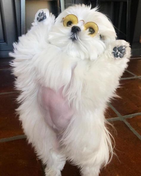 Dogs Paws, Teacup Maltese, Maltese Puppies, Maltese Dog, Dog Training Techniques, Dog Nutrition, Ragdoll Kitten, Dog Stories, Best Dog Breeds