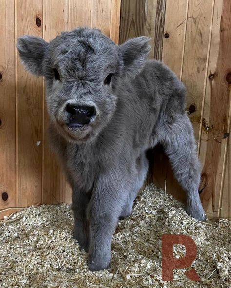 Pet Cows, Cutee Animals, Baby Farm Animals, Fluffy Cows, Cow Pictures, Cute Small Animals, Cute Animals Puppies, Baby Cows