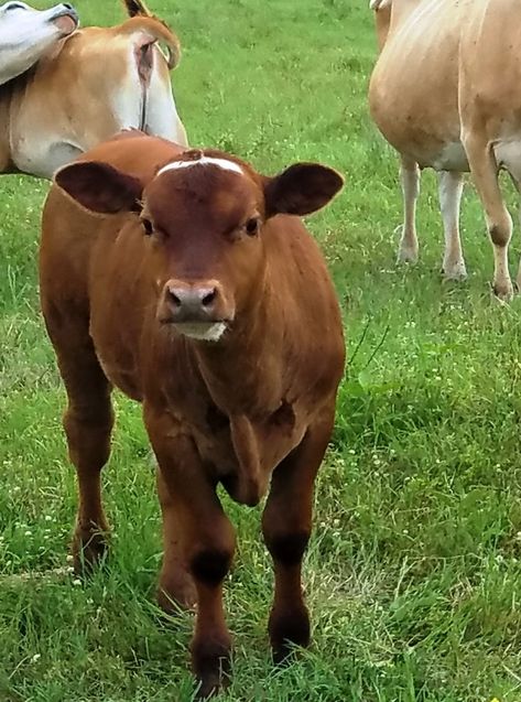 Pet Mini Cows | Mini Cattle For Sale in East Texas Mini Cows For Sale, Mini Cattle, Miniature Farm, Moo Cow, Mini Cows, East Texas, Farm Animals, Cow, Texas