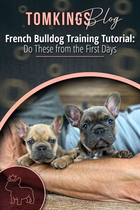 French Bulldog Training Tips, French Bulldog Puppy Feeding Schedule, French Bulldog Names Boys, Fit French Bulldog, How To Care For A French Bulldog, Puppy Schedule, Bulldog Training, French Bulldog Names, Black French Bulldogs