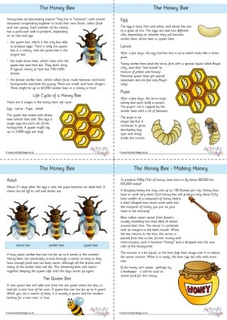 Life Cycle Of Honey Bee, Pollination Activities, Bee Facts For Kids, Life Cycle Of A Bee, Bee Identification, Honey Bee Life Cycle, Bee Project, Honey Bee Facts, Honey Bees Keeping