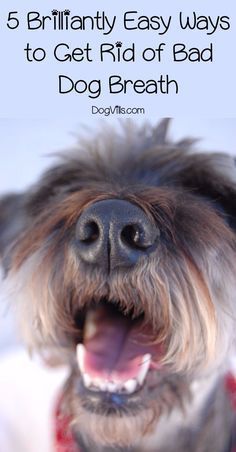 5 Brilliantly Easy Ways to Get Rid of Bad Dog Breath Dog Breath Remedy, Stinky Dog Breath, Dog Dental Cleaning, Bad Dog Breath, Pet Dental Care, Stinky Dog, Puppy Breath, Dog Remedies, Dog Breath