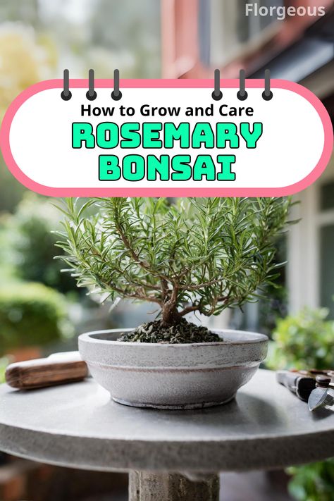 Rosemary Bonsai Bonsai Rosemary, Rosemary Bonsai, Painting Containers, Bonsai Shapes, Bonsai Tips, Display Techniques, Bonsai Growing, How To Grow Bonsai, Rosemary Tree