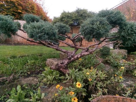 Cloud Pruning How To, Juniper Bushes Landscaping, Juniper Topiary Tree, Juniper Topiary, Japanese Juniper, Bonsai Meaning, Juniper Bush, Cloud Pruning, Pnw Garden