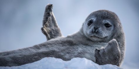 A Captivating Online Habitat - WSJ Weddell Seal, Bbc Earth, Seal Pup, Sea Ice, David Attenborough, John Brown, Underwater Creatures, Creature Feature, Natural History