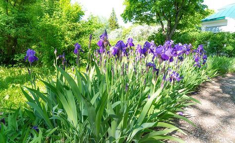 African Iris, Planting A Garden, Perennial Sunflower, Contemporary Garden Design, Full Sun Perennials, Organic Mulch, Sun Perennials, Iris Garden, Contemporary Garden