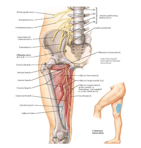 Obturator Nerve Anatomy   Iliohypogastric nerve, Ilioinguinal nerve, Genitofemoral nerve, Lateral femoral cutaneous nerve, Femoral nerve,... Obturator Nerve, Femoral Nerve, Nerve Anatomy, Hip Problems, Spinal Nerve, Cranial Nerves, Spine Health, Nerve Pain Relief, Lower Limb