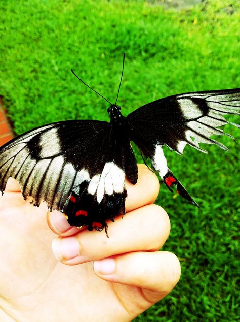 Broken wing, wouldn't leave my hand Tattered Butterfly, Insect Wings, Broken Wings, Summer Loving, Desk Drawer, Seasons Change, Fairy Wings, Changing Seasons, Butterfly Wings