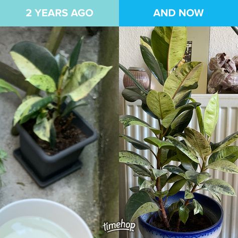 Now and then Ficus Shivereana, Plant Mama, Green House, Now And Then, Plants, Green, Pai