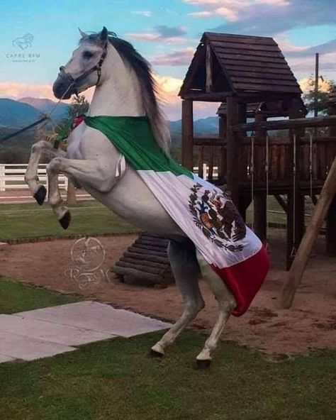 Mexican Horse, Mexico Wallpaper, Mexican Artwork, Quinceanera Photoshoot, Mexican Culture Art, Mexican Flag, Mexico Culture, Horse Wallpaper, Mexican Flags