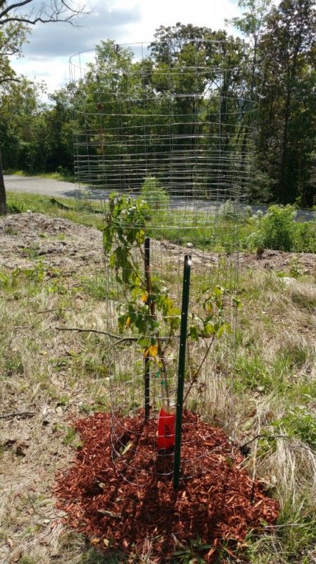 Dealing With Deer Eating All the Leaves Off My New Fruit Trees Deer Fence Around Fruit Trees, Animal Proof Garden, Deer Grazing, Deer Eating, Trees Backyard, Deer Repellent, Fruit Trees Backyard, Deer Fencing, Deer Repellant