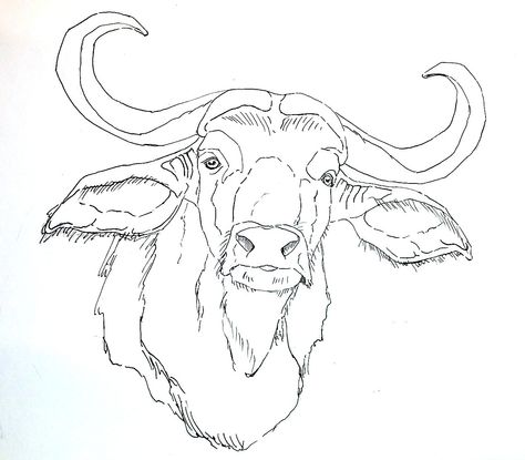 Italian Water Buffalo Water Buffalo Drawing, Buffalo Head Drawing, Buffalo Drawing, Animal Sketches Easy, Buffalo Tattoo, Buffalo Painting, Italian Water, Buffalo Animal, Buffalo Head