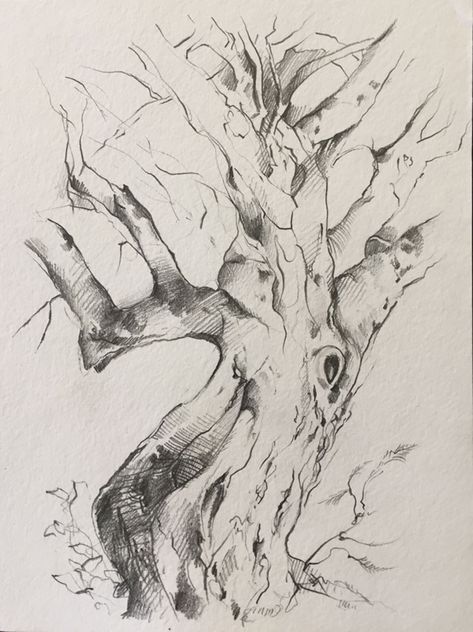 Tree Study Tree Refrence Art, Tree Study Drawing, Tree Study, Pencil Sketch Drawing, Tree Sketches, Academic Art, Plant Drawing, Background Art, Tree Drawing