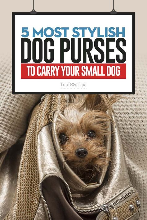 Yorkie In Purse, Dog Purse Handbags, Fancy Dogs, Yorkie Hair, Pet Carrier Purse, Health Checklist, Puppy Purse, Dog Carrier Purse, Small Dog Accessories