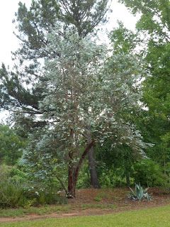 Gardening Shady Style: Eucalyptus Silver Dollar Tree in the Garden Planting Eucalyptus Outside, Eucalyptus Tree Outdoor, Growing Eucalyptus From Seed, Eucalyptus Plant Indoor, Silver Dollar Eucalyptus Tree, Silver Princess Eucalyptus, Eucalyptus Silver Dollar, Deer Resistant Landscaping, Silver Dollar Plant