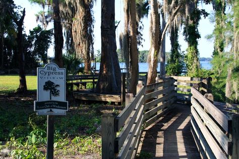 Windermere Florida, Cypress Trees, United States Travel, Photo Session, Photo Sessions, United States Of America, Orlando, Travel Tips, Florida