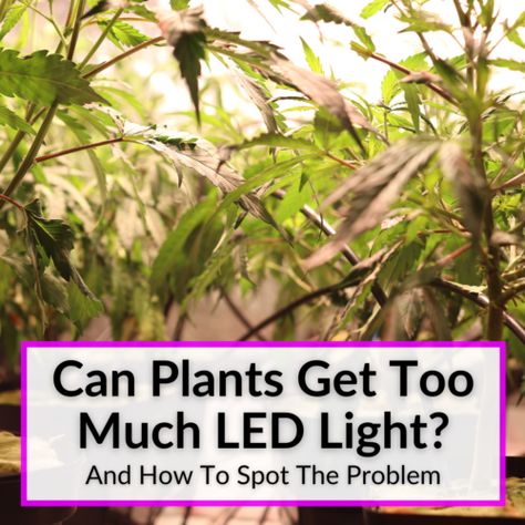 How To Use LED Grow Lights For Succulents (Intensity Is Key) Cheap Grow Lights, Start Seeds Indoors, Seedlings Indoors, Growing Vegetables In Pots, Indoor Grow Lights, Plant Lights, Inside Garden, Grow Lamps, Plant Lighting