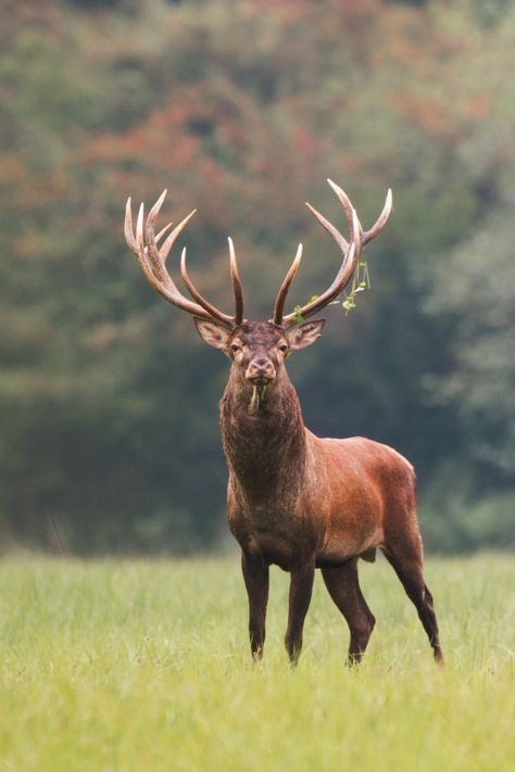 Red deer stag standing on meadow with gr... | Premium Photo #Freepik #photo #nature #animal #red #forest Drawing Deer, Ren Geyiği, Animal Aesthetic, Deer Photos, Animal Print Wallpaper, Tattoos Animals, Deer Art, Deer Stags, Rare Animals