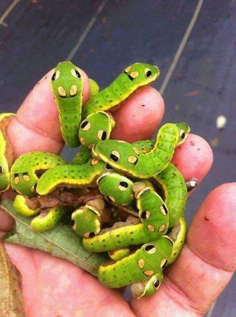 Spicebush swallowtail caterpillar. These looks a bit like some kind of cute pokemons Spicebush Swallowtail Caterpillar, Spicebush Swallowtail, Caterpillar Insect, Weird Insects, Cool Insects, Moth Caterpillar, Cool Bugs, Beautiful Bugs, Creepy Crawlies