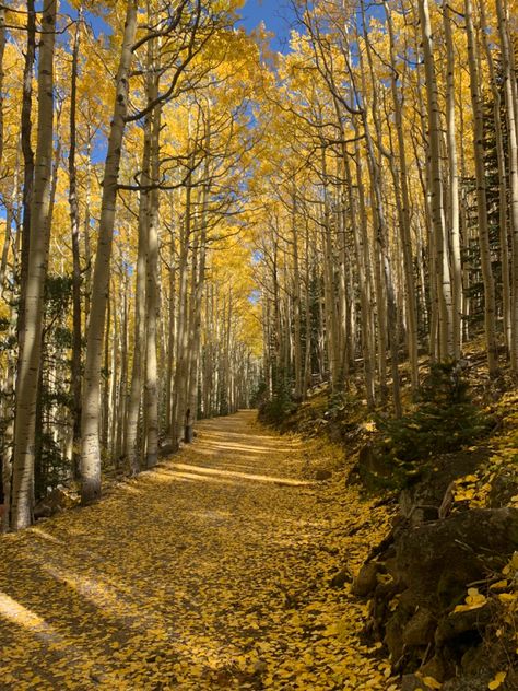 Flagstaff Arizona Aesthetic, Flagstaff Aesthetic, Arizona Autumn, Weekend Aesthetic, Arizona Aesthetic, Fall Collage, Colorado Fall, Flagstaff Arizona, Telluride Colorado