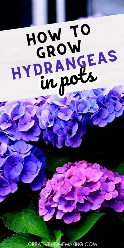 Hydrangea In Pots Planters Front Porches, Potted Hydrangeas On Porch, How To Grow Hydrangeas In Pots, How To Care For Hydrangeas In A Pot, Hydrangea In Pots, Hydrangeas In Pots, Potted Hydrangeas, Mini Hydrangeas, Potted Hydrangea