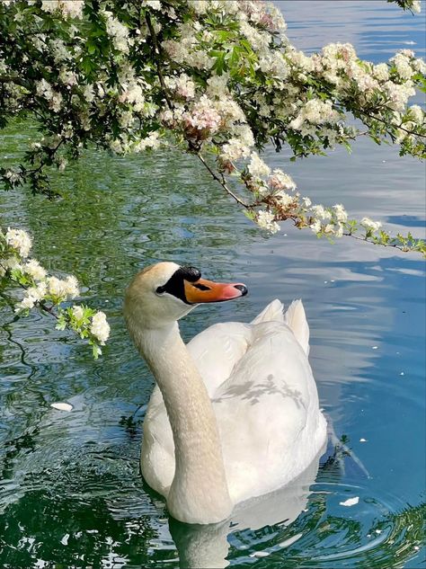 Swan In Lake Painting, Swans Aesthetic, Pretty Lake, Cute Swan, Swan Animal, Swan Aesthetic, Sea Flowers, Mute Swan, Beautiful Swan