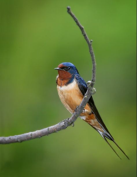 One of my favorite birds. Barn Sparrow List Of Birds, Arte Doodle, Barn Swallow, Rose Gardens, Swallow Bird, Bird Watcher, Backyard Birds, Bird Pictures, Bird Photo