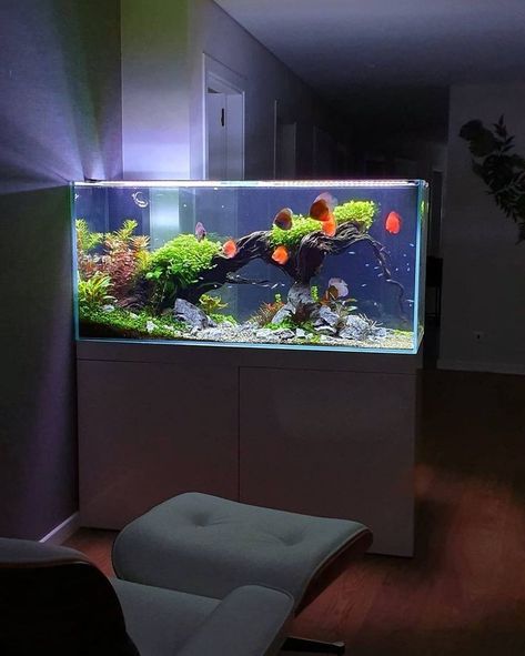 Coral Aquarium, Discus Aquarium, Fish Tank Themes, Big Aquarium, Freshwater Aquarium Plants, Amazing Aquariums, Diy Fish Tank, Fish Tank Design, Tropical Fish Aquarium