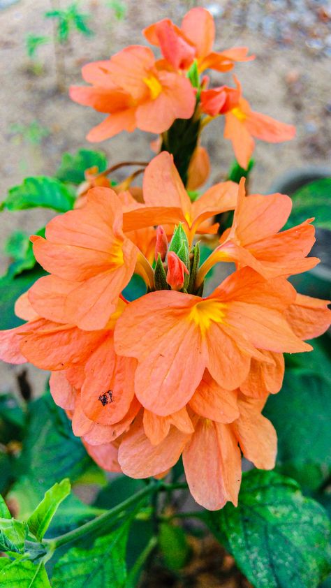 #indianflowers #flowers #village #india #greenary #orange #indian #nature Indian Flowers Plants, Indian Plants, Chameli Flower, Dr Rajkumar, Indian Nature, Lotus Flower Art, Orange Plant, Indian Flowers, Instagram Prints