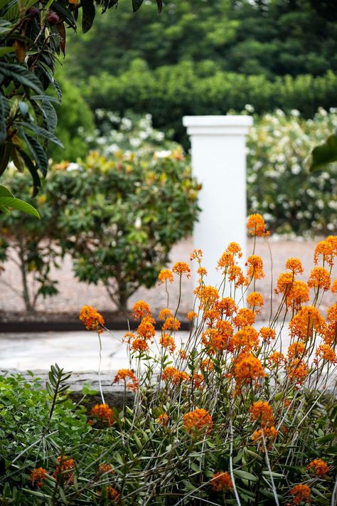 Crucifix orchids create a riot of colour in this formal style coastal garden in Wamberal, NSW | Photography: Brigid Arnott Crucifix Orchids, Colorful Shrubs, Planting Schemes, Country Garden Design, Tuberous Begonia, Coastal Landscaping, Coastal Garden, Country Gardens, Farmhouse Landscaping