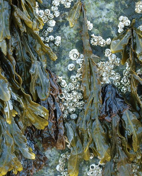 Salisbury Beach, Tree Projects, Ghost Bride, Design Textile, Rock Pools, Salisbury, Natural Forms, Cthulhu, Patterns In Nature