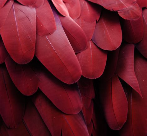 Red Feathers | Photo by Michael Fitzsimmons. #art Pantone 2015, Hawke Dragon Age, Marsala Color, Gryffindor Aesthetic, Nejire Hadou, The Ancient Magus Bride, Dark Autumn, Red Feather, Simply White